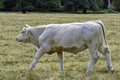 Charolais cattle - young bulls on British farm Royalty Free Stock Photo