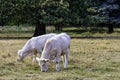 Charolais cattle - young bulls on British farm Royalty Free Stock Photo