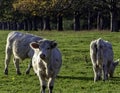 Charolais cattle - young bulls on British farm Royalty Free Stock Photo