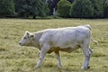 Charolais cattle - young bulls on British farm Royalty Free Stock Photo