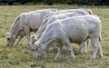 Charolais cattle - young bulls on British farm Royalty Free Stock Photo