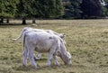 Charolais cattle - young bulls on British farm Royalty Free Stock Photo