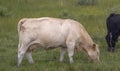 A Charolais or Charolaise a French breed of taurine beef cattle, raised for meat.