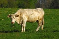 Charolais cow Royalty Free Stock Photo