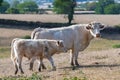 Charolais cow and calf, white cows