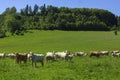 Charolais cow drove on the pasture Royalty Free Stock Photo