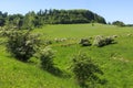 Charolais cow drove on the pasture Royalty Free Stock Photo