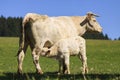 Charolais cow with its calf on the pasture Royalty Free Stock Photo