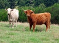 Charolais Cow and Red Highland Heifer Royalty Free Stock Photo