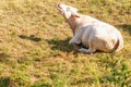 Charolais cow, relaxing and grazing in a french field Royalty Free Stock Photo