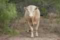 Charolais Cow on a South Texas Ranch Royalty Free Stock Photo