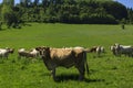 Charolais cow drove on the pasture Royalty Free Stock Photo
