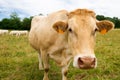 The Charolais cows in France