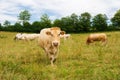 The Charolais cows in France