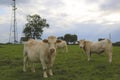 Charolais cows grazing on pasture in Burgundy, France