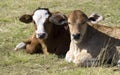 Charolais cross and simmental calves