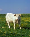 Charolais Domestic Cattle, a french Breed, standing in Meadow