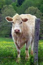 Charolais Inside looking out Royalty Free Stock Photo