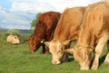 Charolais and Limousin breed cattle grazing in field