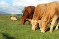 Charolais and Limousin cattle grazing on pastures on farmland in rural Ireland
