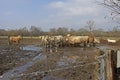 CHAROLAIS AND LIMOUSIN CATTLE, HERD AROUND HAY IN WINTER, NORMANDY Royalty Free Stock Photo