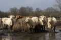 CHAROLAIS AND LIMOUSIN CATTLE, HERD EATING HAY, NORMANDY