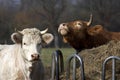 Charolais and Limousin Domestic Cattle in Normandy