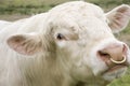 Charolais White Bull