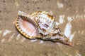 Charonia torch shell Latin Charonia lampas with beautiful brown curlicues on the sea sand. Marine animals