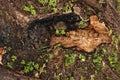 Charred tree bark on a black ground with young sprouts Royalty Free Stock Photo