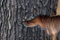 charred bark peeling away to reveal fresh wood