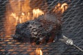 Charred beef on the grill Royalty Free Stock Photo