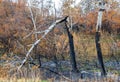 Charred and blackened aspen trees after a forest fire in Montana