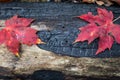 Charred blackened log background with two red leaves, renewal rebirth