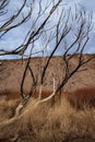 Charred blackened trees after California wild fire