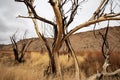 Charred blackened trees after California wild fire