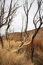 Charred blackened trees after California wild fire