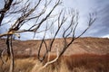 Charred blackened trees after California wild fire