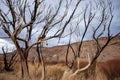 Charred blackened trees after California wild fire