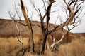 Charred blackened trees after California wild fire