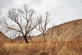 Charred blackened trees after California wild fire