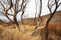 Charred blackened trees after California wild fire