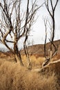 Charred blackened trees after California wild fire