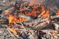 Charred and burning logs inside intense fire with orange and yellow flames in fire pit Royalty Free Stock Photo