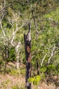 Charred burnt Tree Trunk between green Bush Land, Queensland, Australia