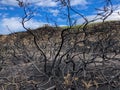 Charred bushes against blue sky