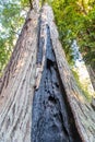 Giant Redwood Sequoia