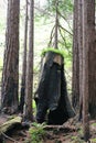 Charred and hollowed out trunk of a sequoia tree with new green growth, Big Sur, CA.