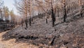 Devastation of land covered in ash from a recent wildfire affecting trees and ecosystem Royalty Free Stock Photo