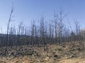 Charred landscape with some young pine trees standing Royalty Free Stock Photo